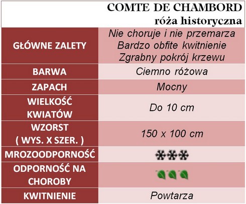 COMTE de CHAMBORD róża historyczna gł. zal
